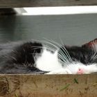 sleeping Cat (: