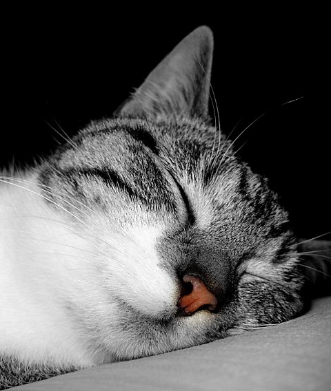 sleeping cat