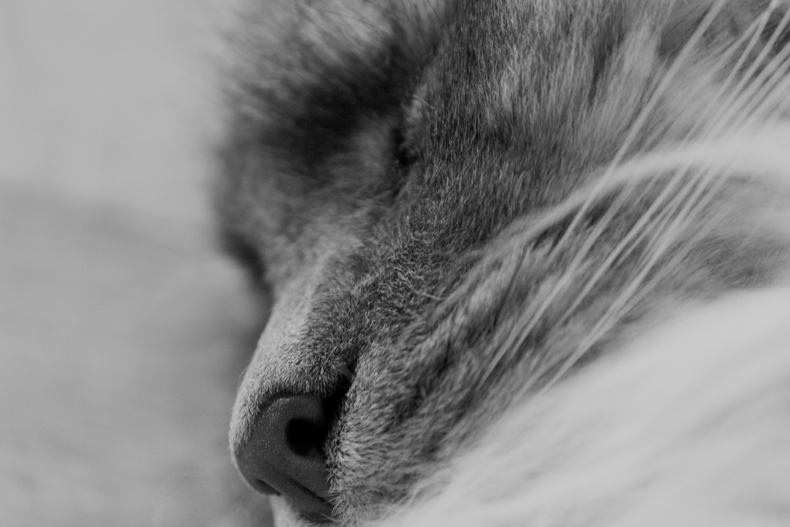 Sleeping cat