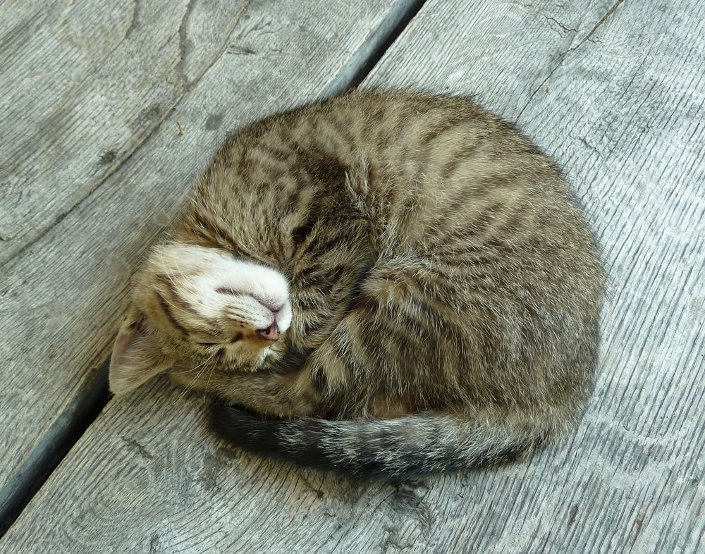 Sleeping Cat I Foto & Bild | tiere, haustiere, katzen Bilder auf