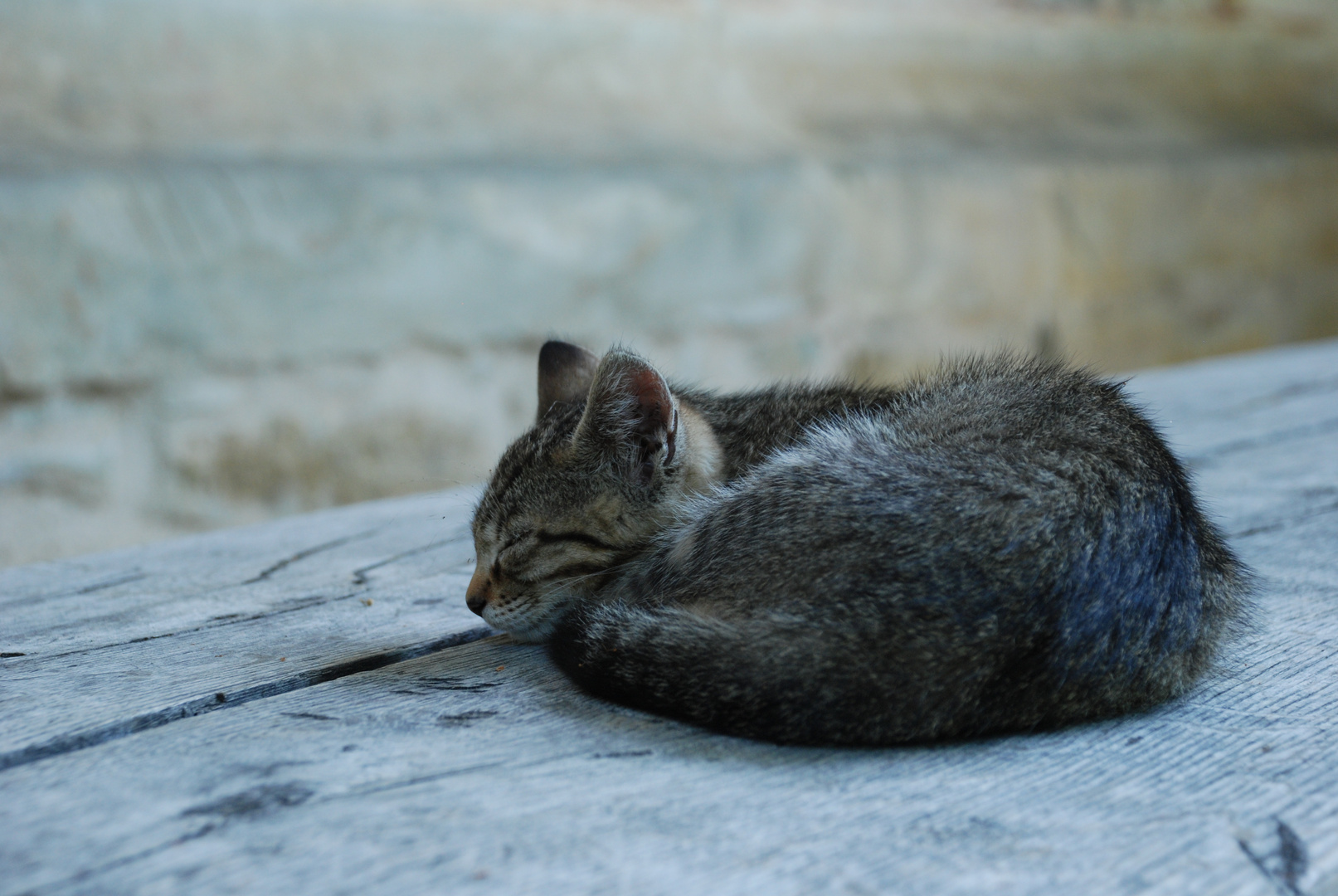 Sleeping cat II