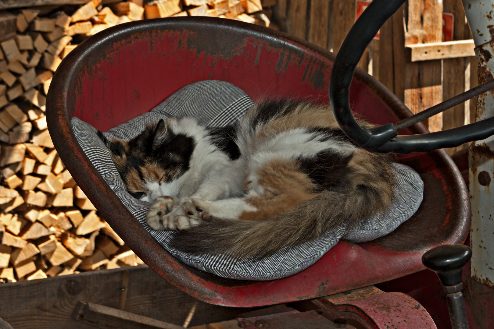 Sleeping cat on a tractor