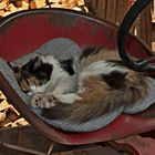 Sleeping cat on a tractor