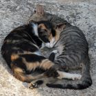 Sleeping Cats 2