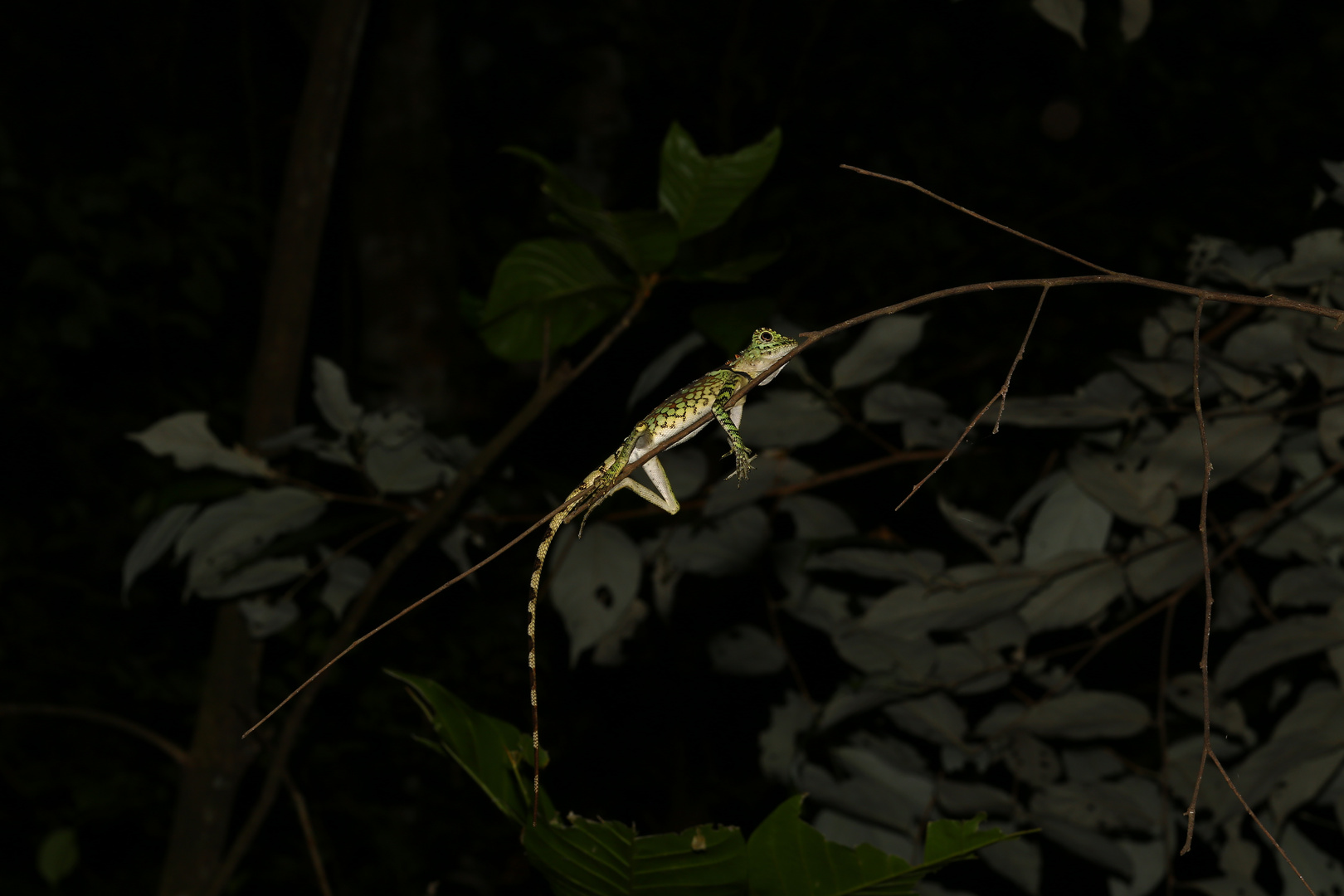 Sleeping Chameleon on thin branch