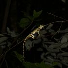 Sleeping Chameleon on thin branch