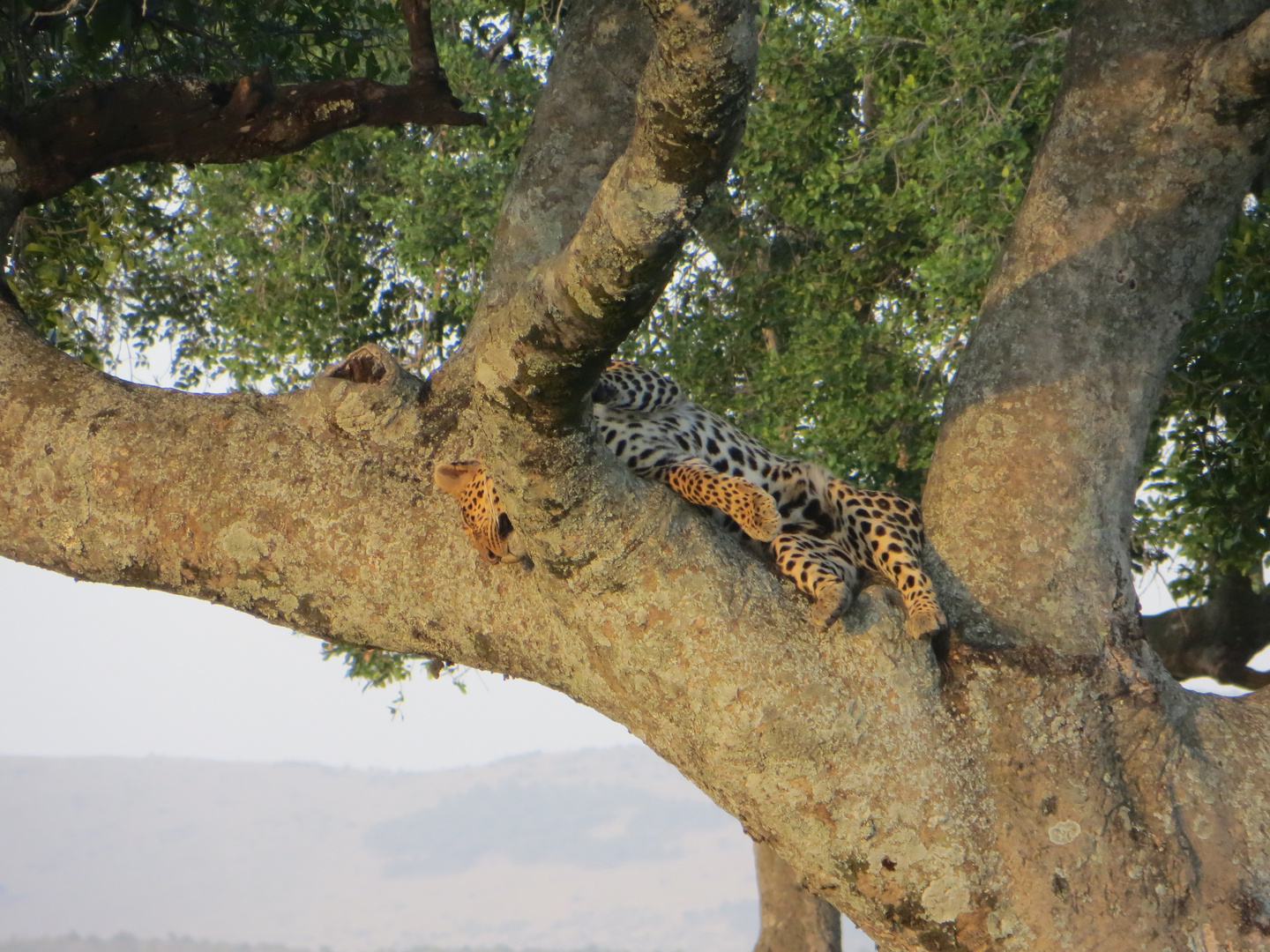 Sleeping Cheetah