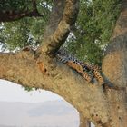 Sleeping Cheetah