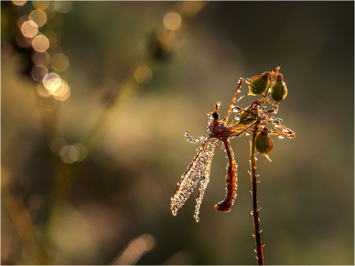 Sleeping Crane Fly