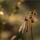 Sleeping Crane Fly