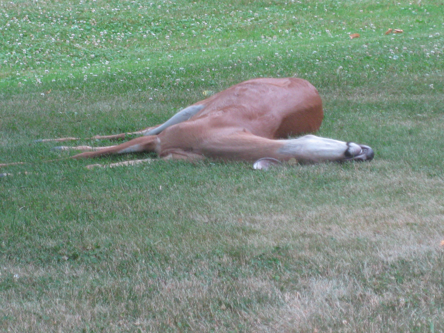 sleeping deer