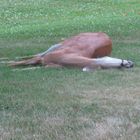 sleeping deer