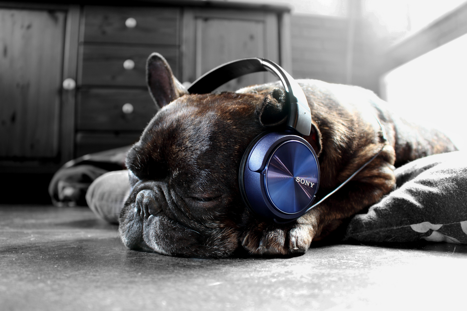 Sleeping DJ Dog