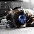 Sleeping DJ Dog