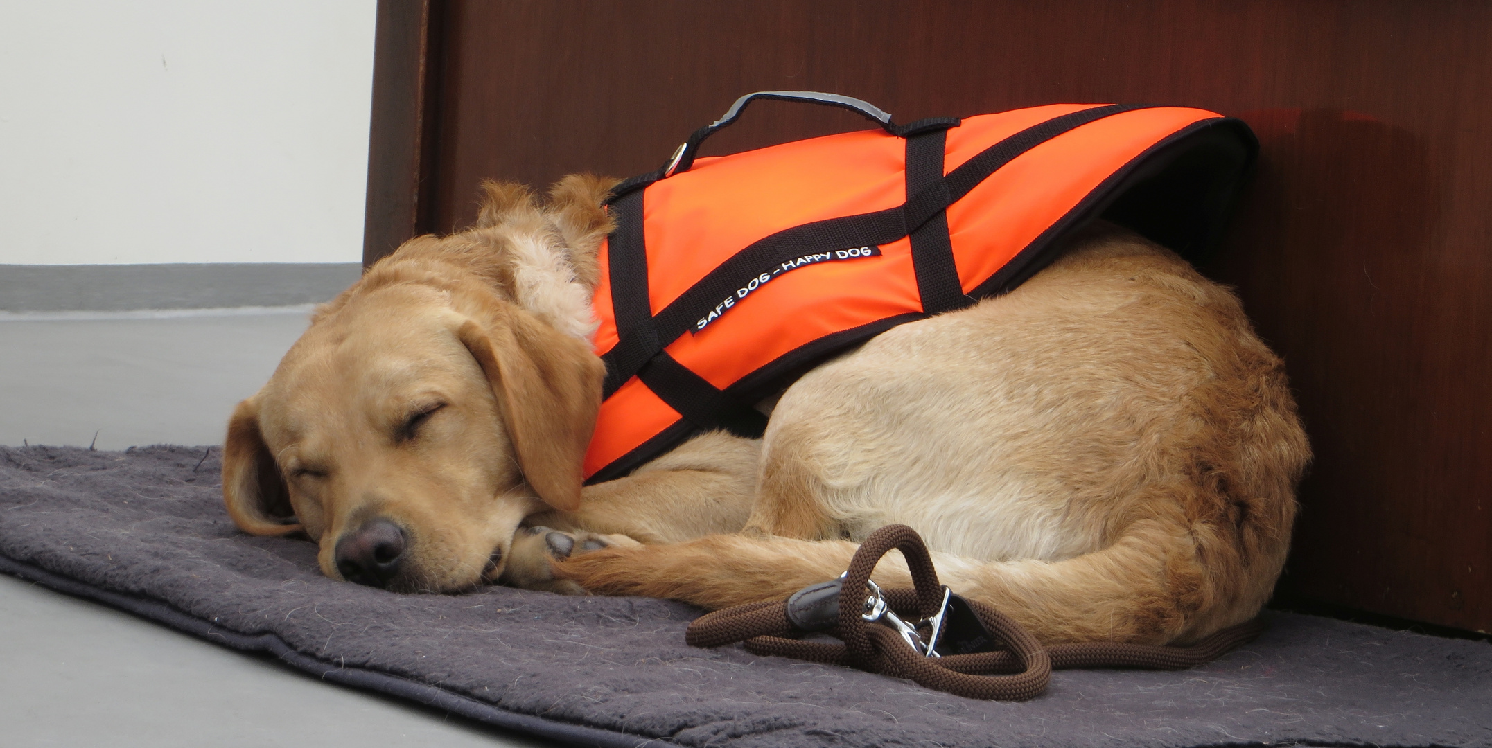 Sleeping dog - happy dog