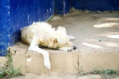 sleeping dog in Panama | Januar 2015