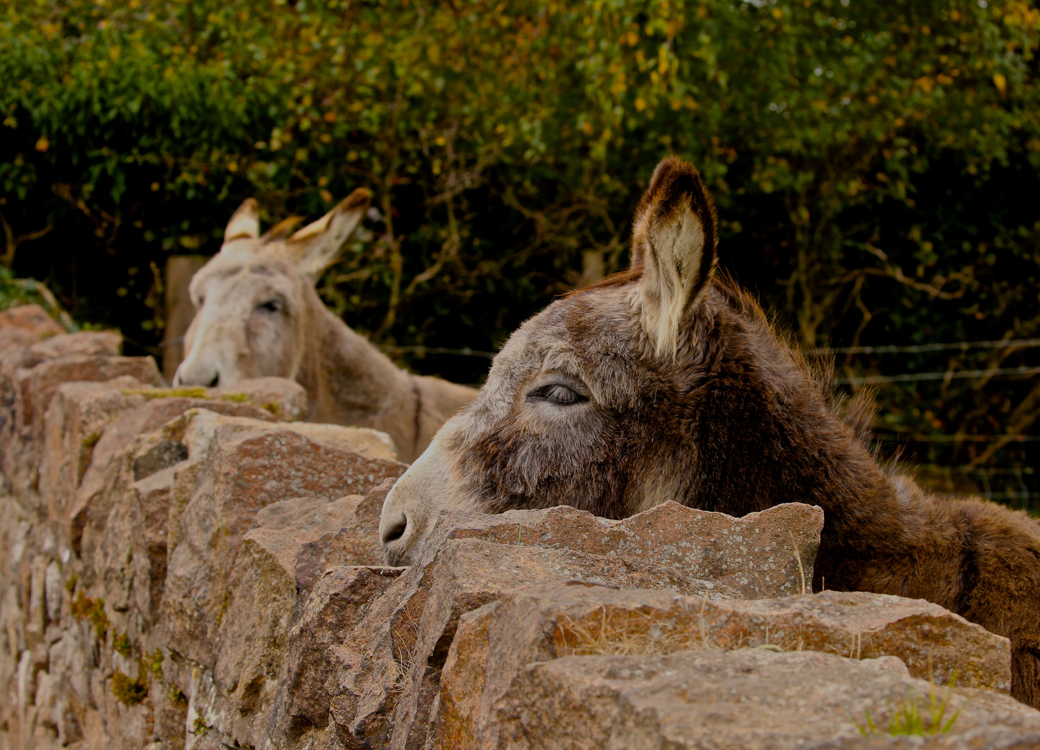 Sleeping Donkey