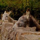 Sleeping Donkey