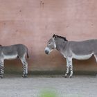 Sleeping donkeys