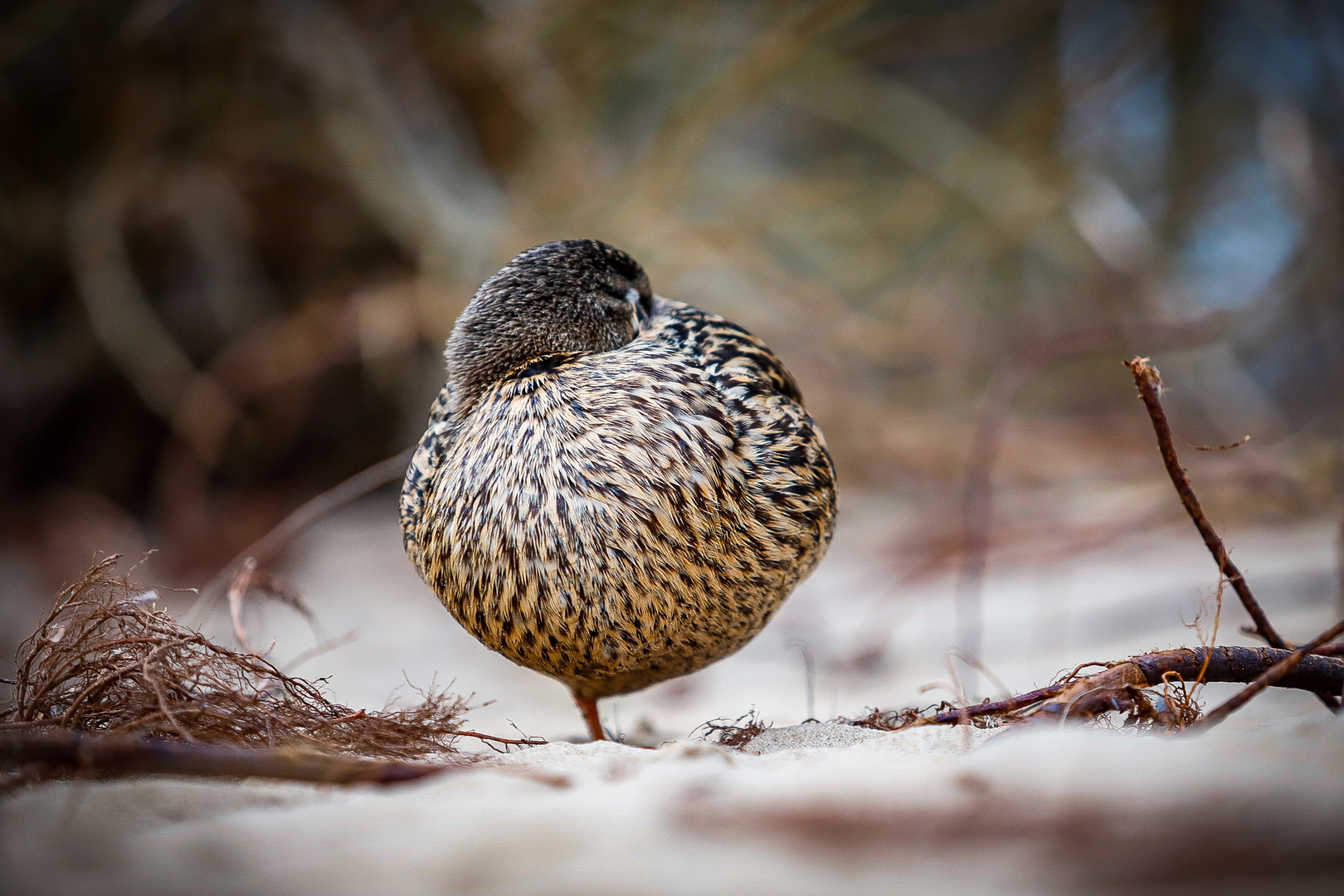 Sleeping duck 