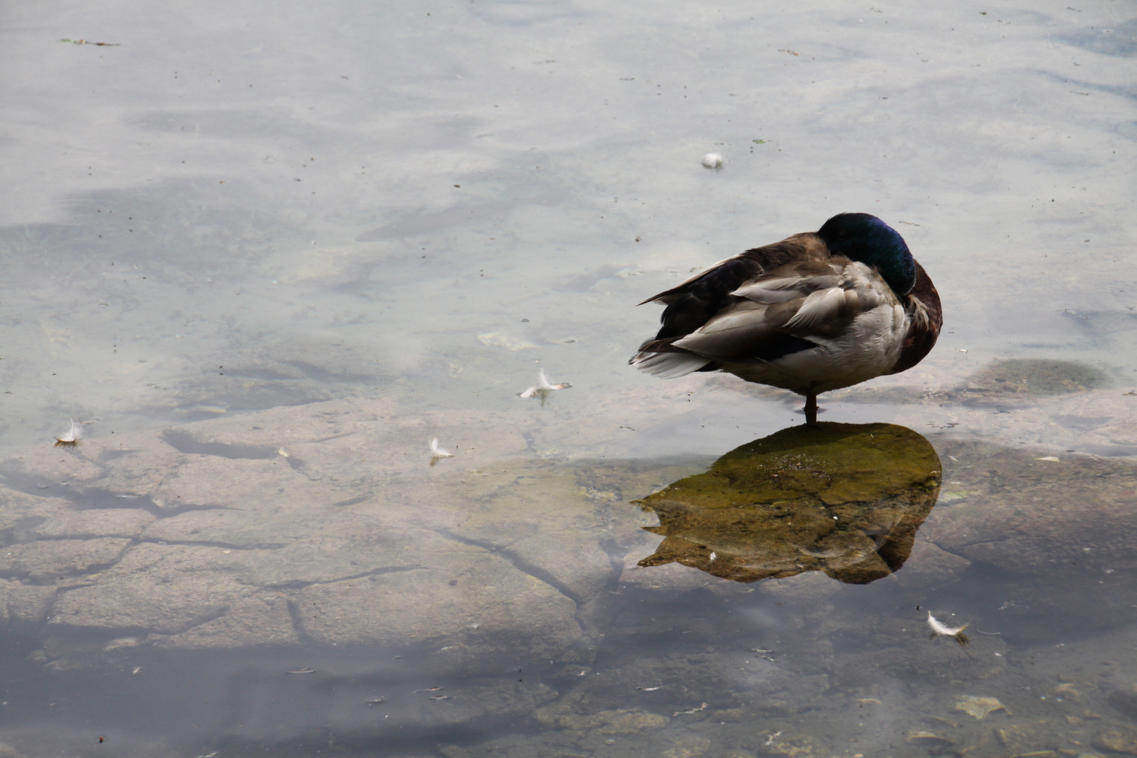 Sleeping Duck