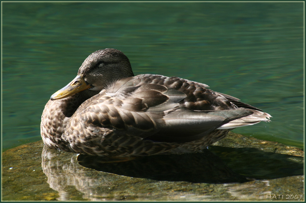 sleeping duck