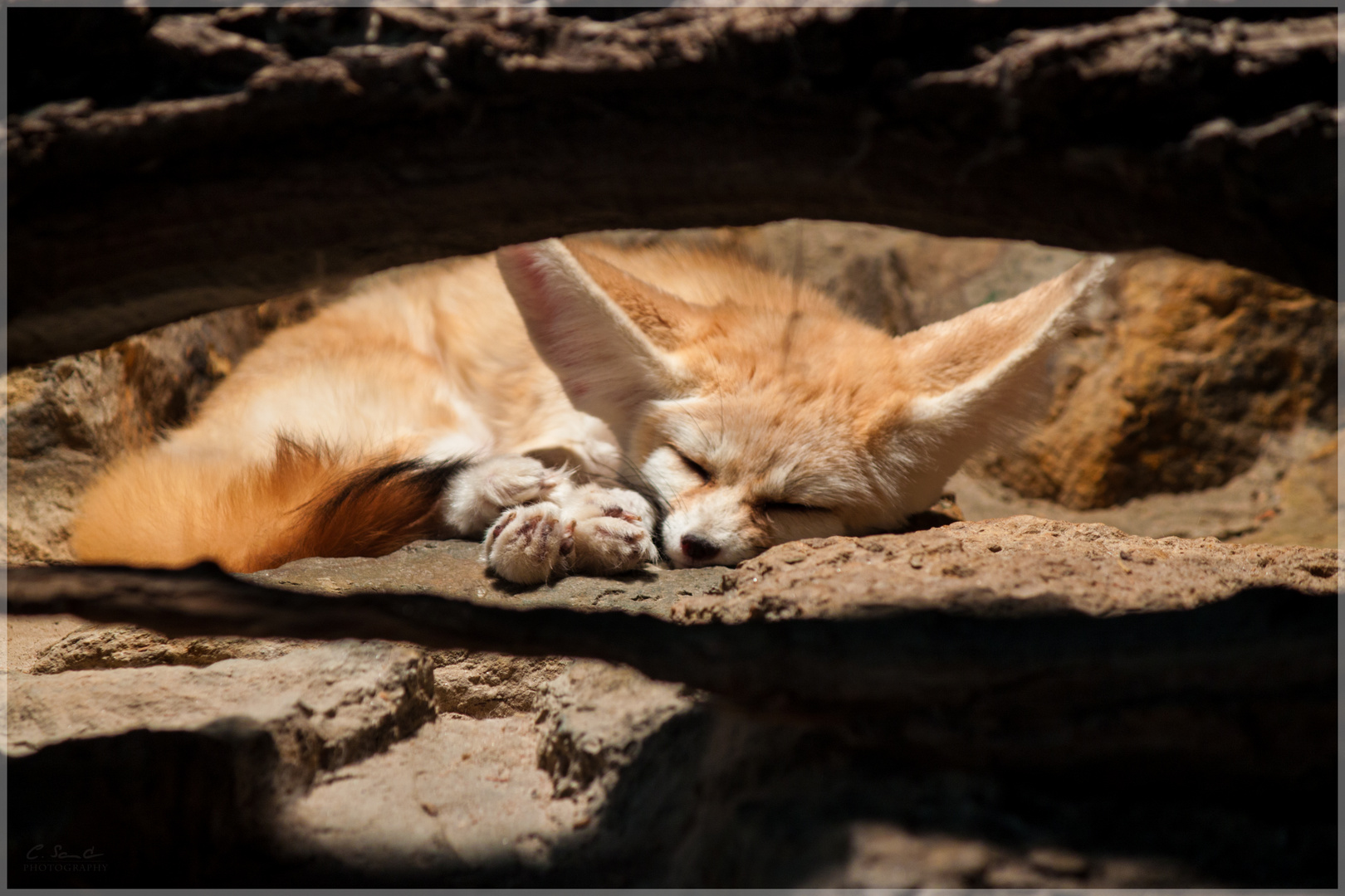 Sleeping Fennec