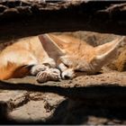 Sleeping Fennec