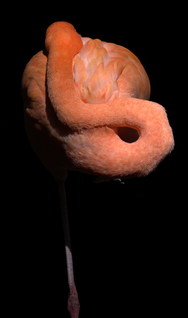 Sleeping Flamingo