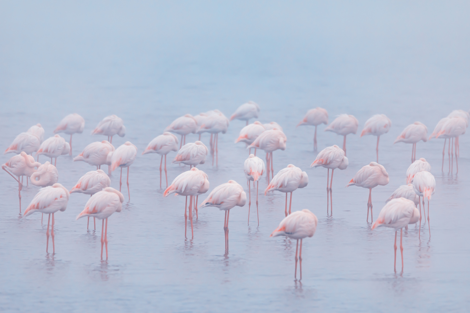 Sleeping Flamingos