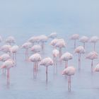 Sleeping Flamingos