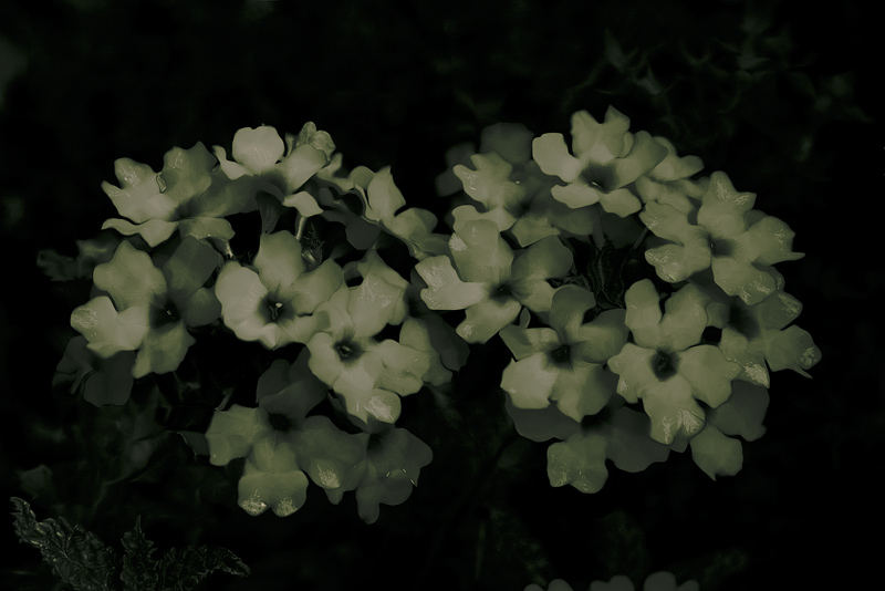 sleeping flowers in the moon