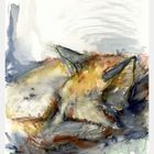 sleeping fox