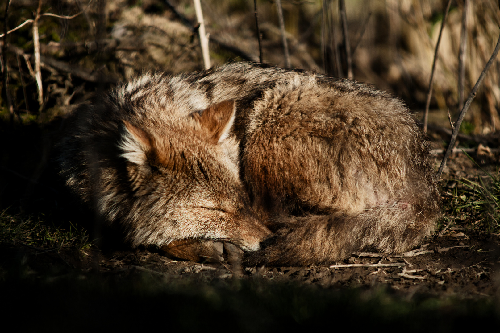 sleeping fox