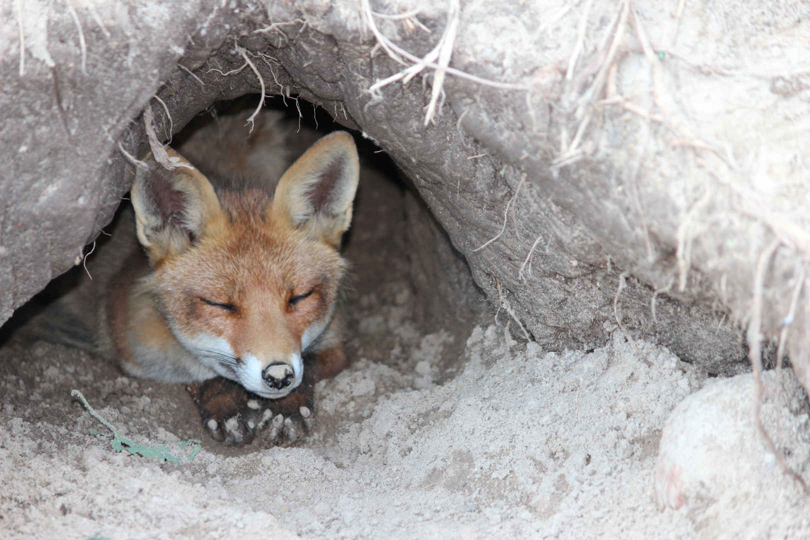 Sleeping Fox