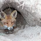 Sleeping Fox