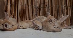 sleeping foxes