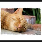 sleeping Garfield