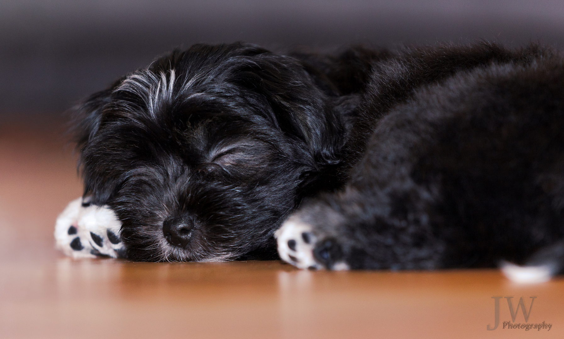 Sleeping Havanese