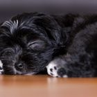 Sleeping Havanese