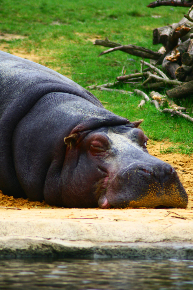 Sleeping Hippo