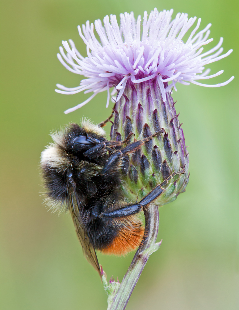 sleeping Hummel