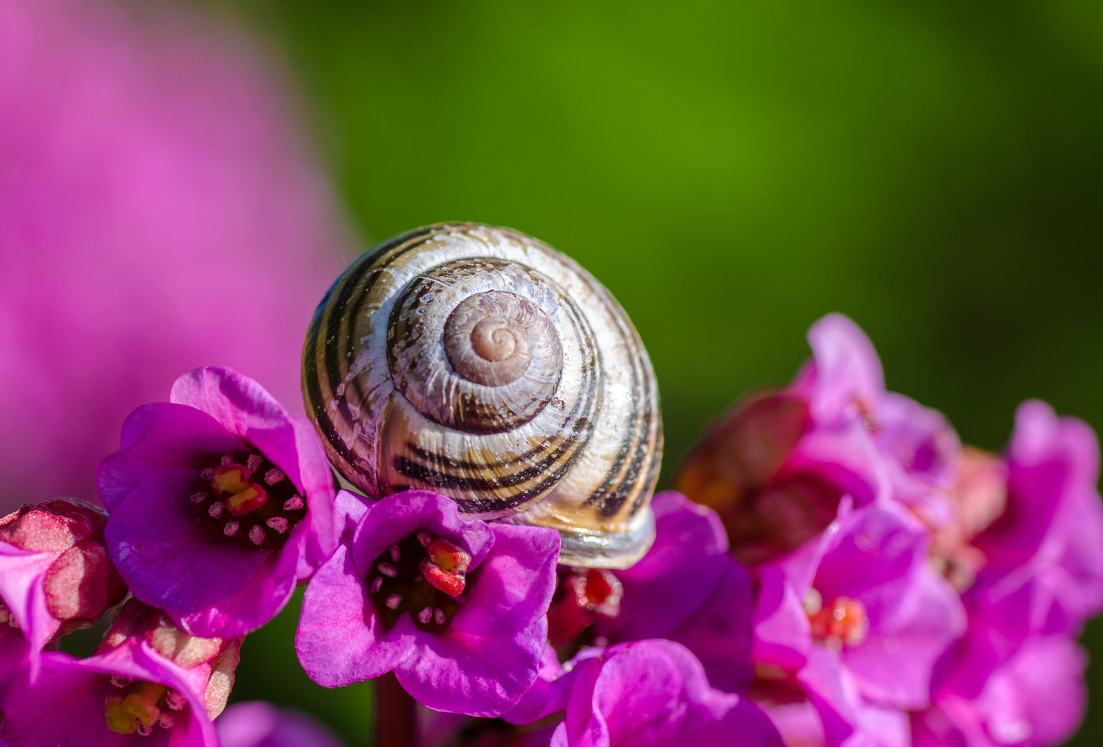 Sleeping in bokeh