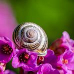 Sleeping in bokeh