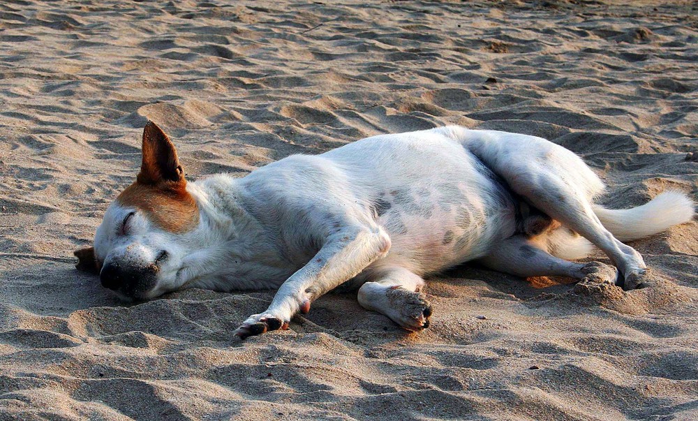 Sleeping in hot sand...