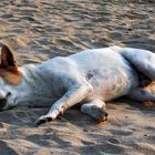 Sleeping in hot sand...