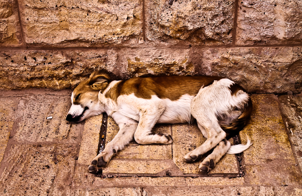 sleeping in the shade