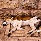 sleeping in the shade