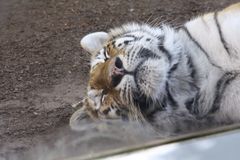 sleeping in the shade