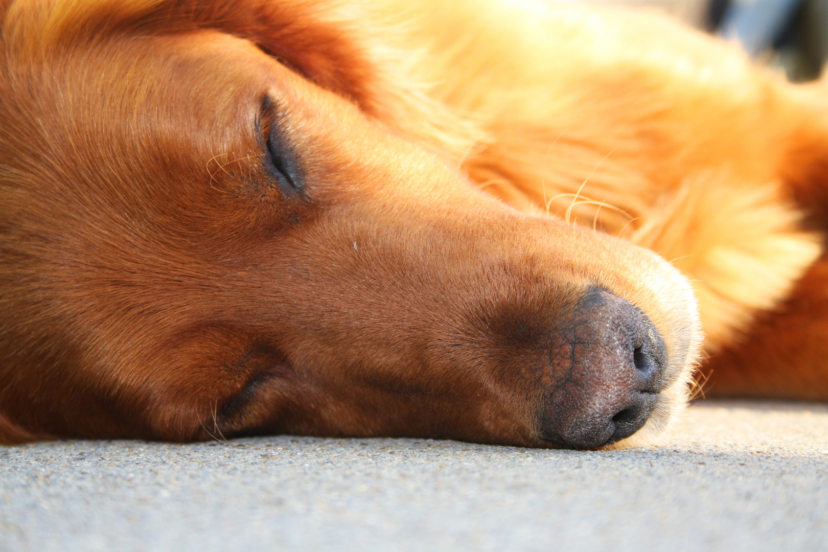 Sleeping in the sun